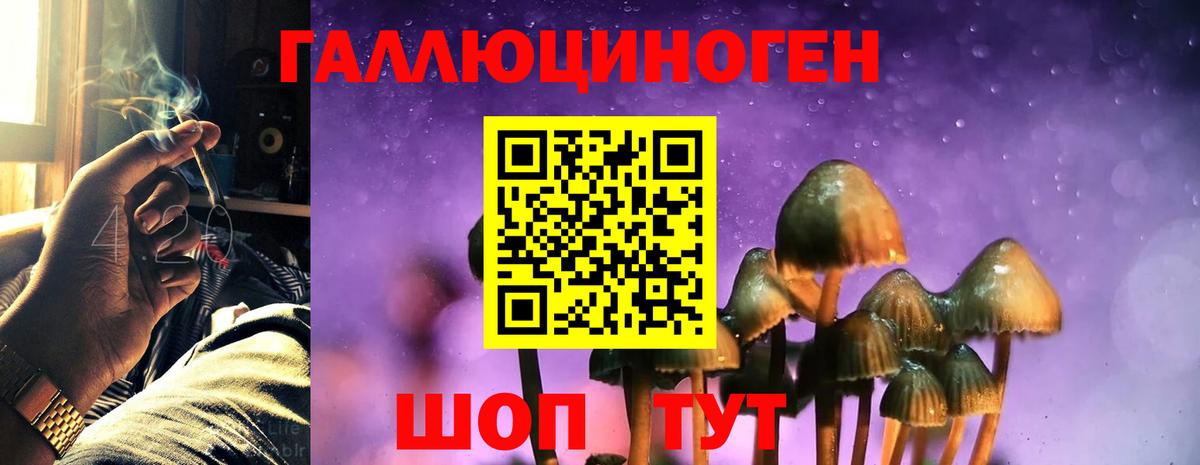 Галлюциногенные грибы Psilocybine cubensis Ковров